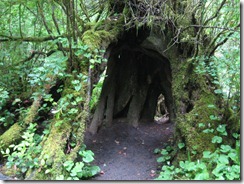 tree-cave